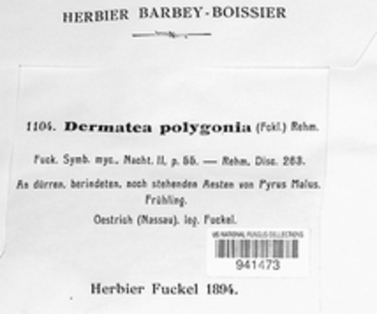 Pezicula polygona image
